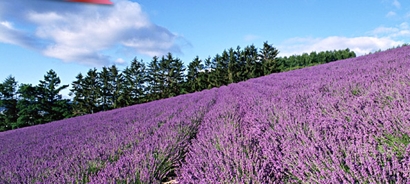 ラベンダー　イメージ